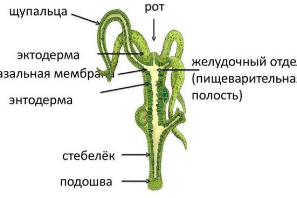 Кракен актуальная ссылка kraken torion net